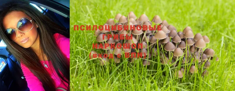 Галлюциногенные грибы Psilocybe  купить  сайты  Удомля 